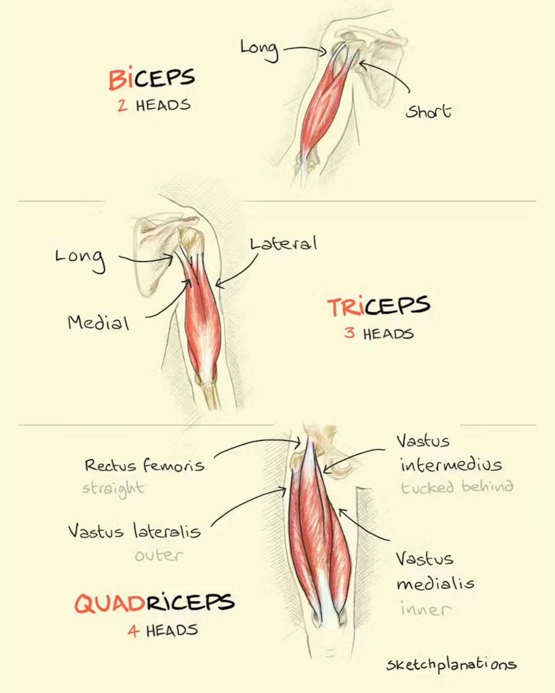 What is the meaning and difference between biceps, triceps, and quadriceps - all about ceps meaning heads
