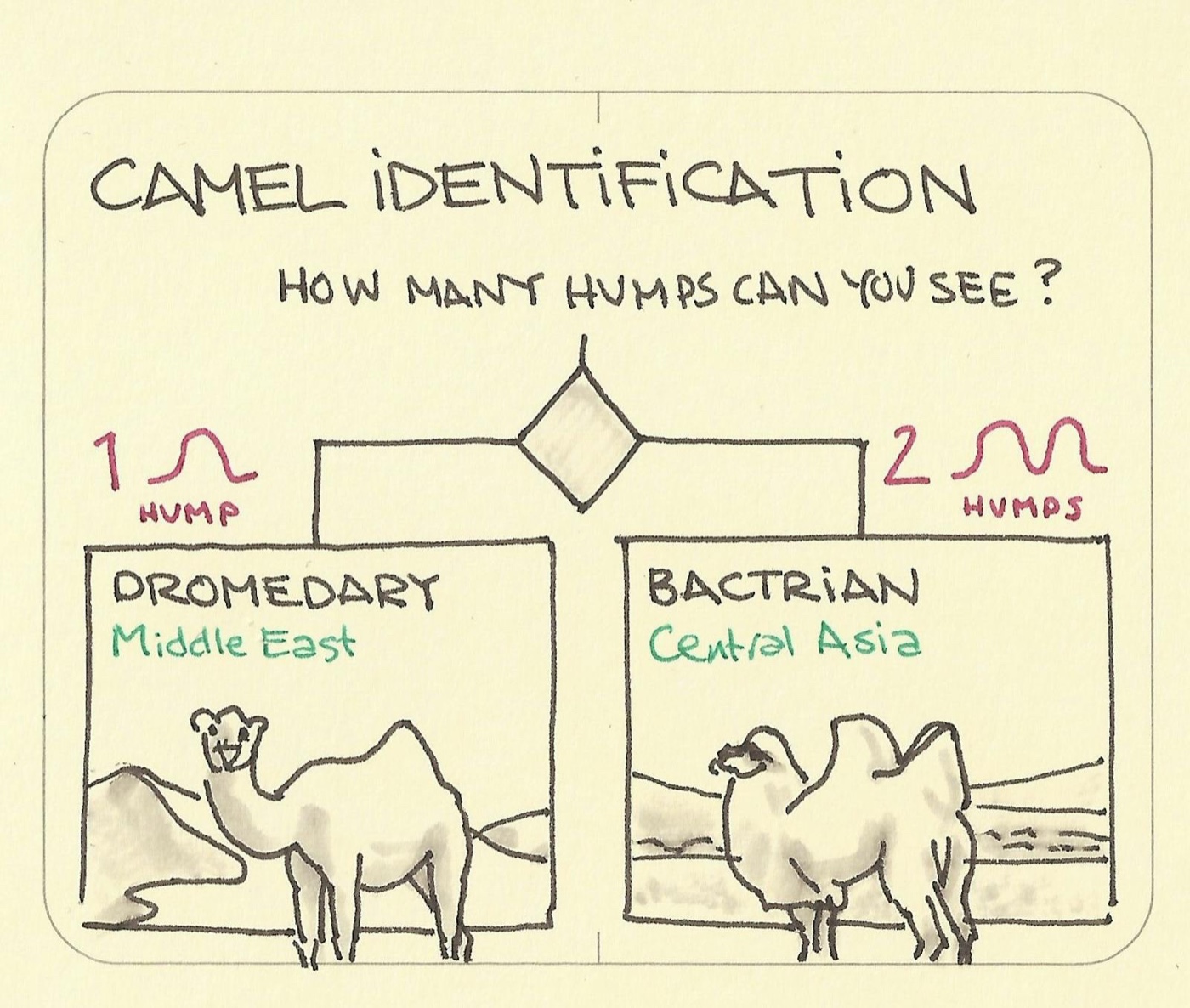 Camel identification: 1 hump dromedary, 2 humps bactrian