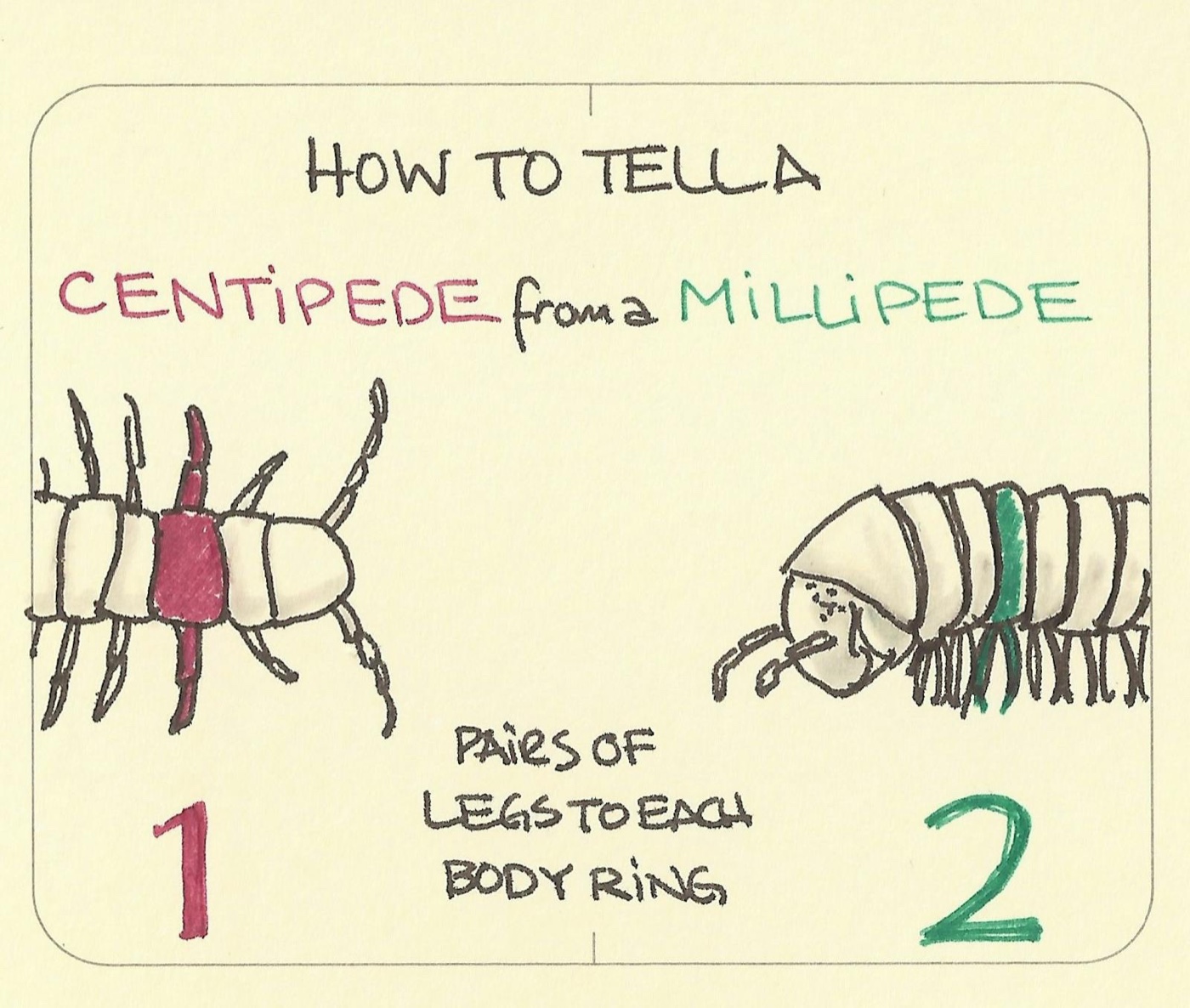 How to tell a centipede from a millipede