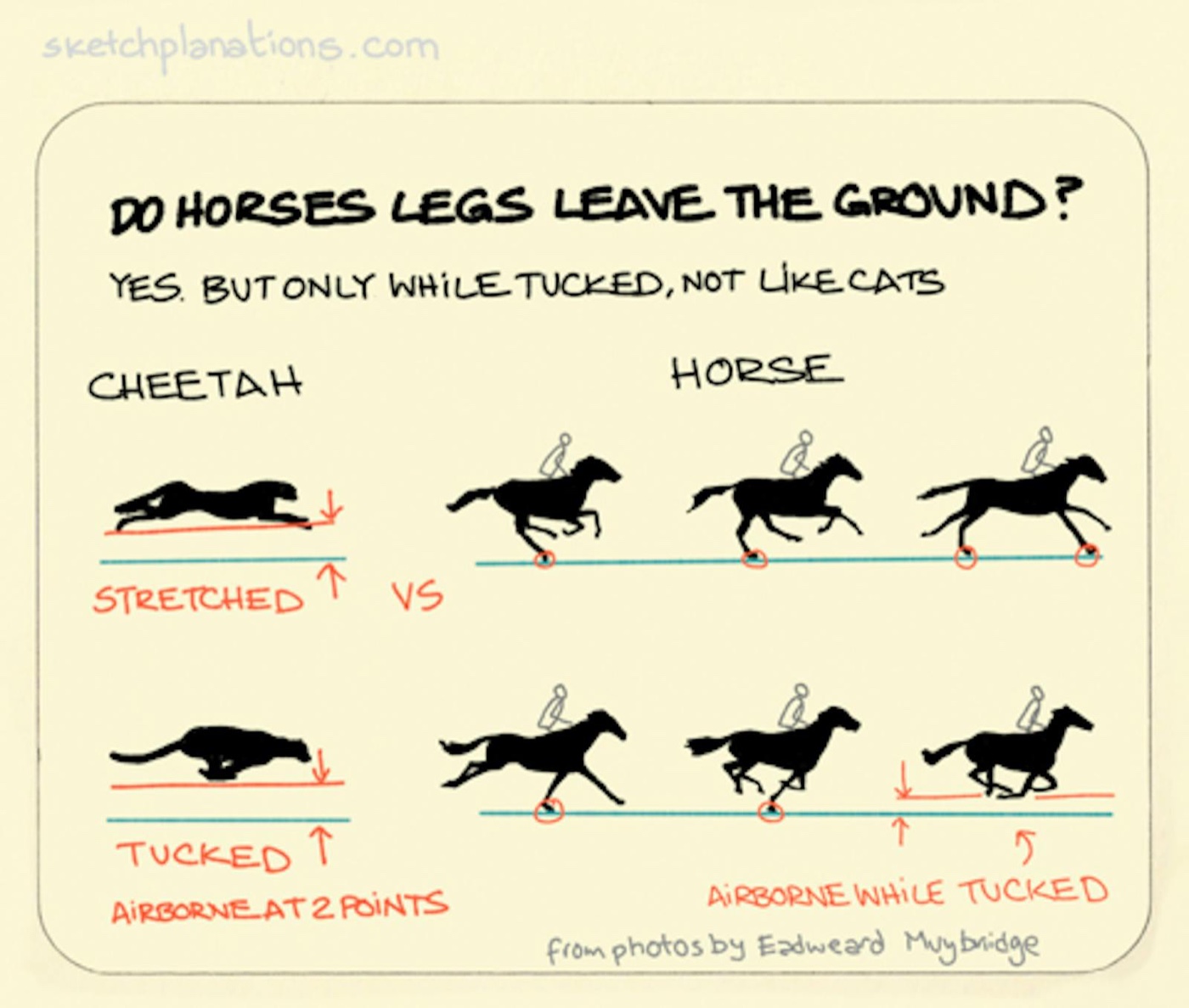 A cheetah vs a horse showing the legs leaving the ground in the tucked position from famous photos by Eadweard Muybridge