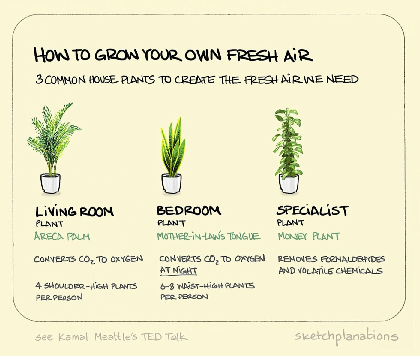 How to grow your own fresh air illustration: examples of common houseplants that help create an environment with relatively cleaner air; the Areca Palm, Mother-in-law's Tongue and the Money Plant. 