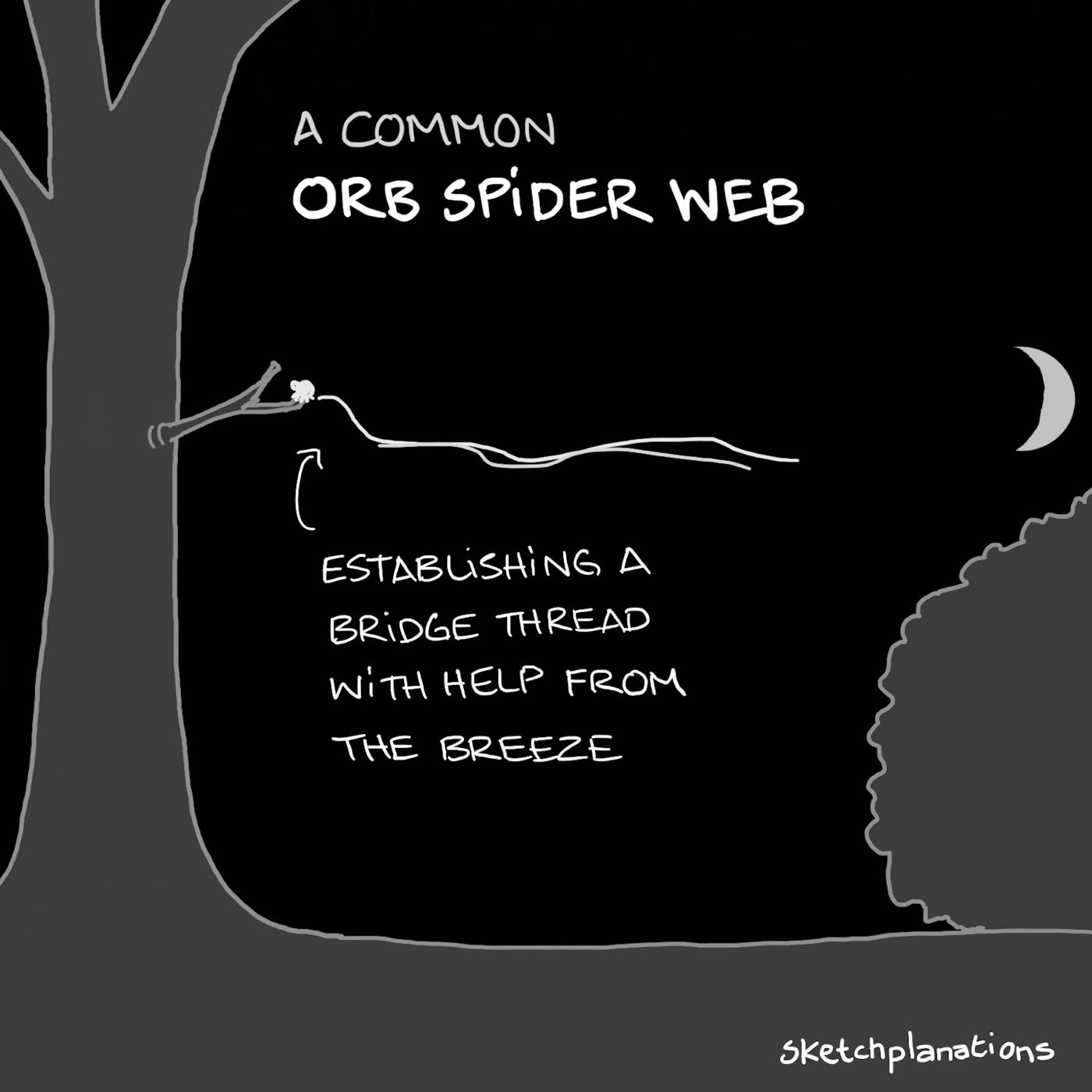 A spider constructing a common orb spider web