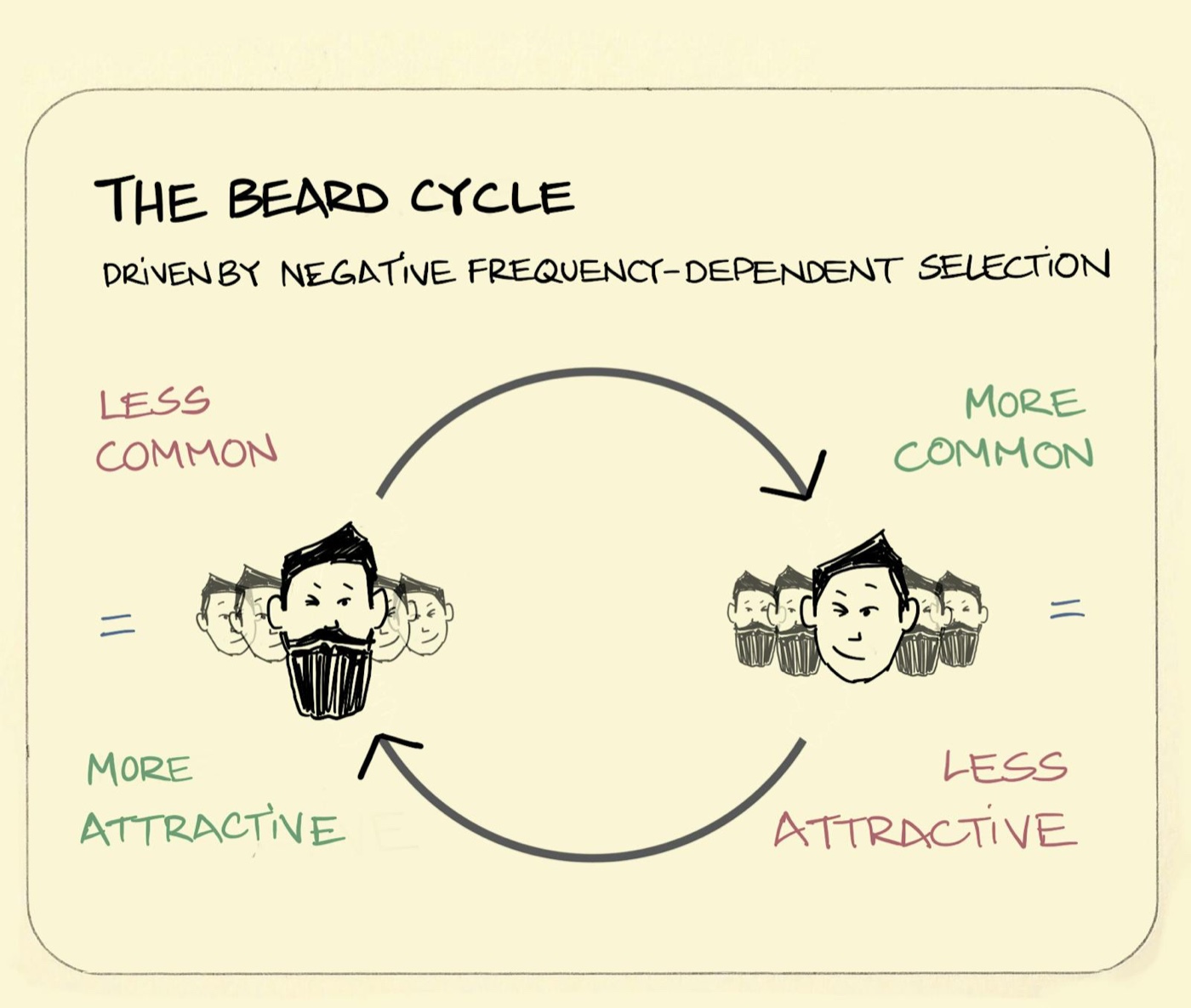 The beard cycle illustration: a virtuous circle is shown where beards being rare in society (on the left) makes them more desirable which leads to beards becoming more common in society (on the right), making them less desirable, which leads to fewer beards again. And so on... 