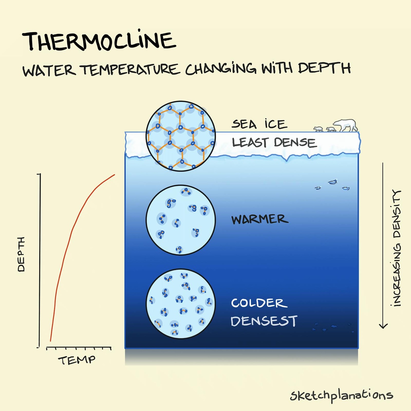 What is a thermocline? The meaning of water temperature changing with depth with view of ocean layer and density of molecules and sea ice