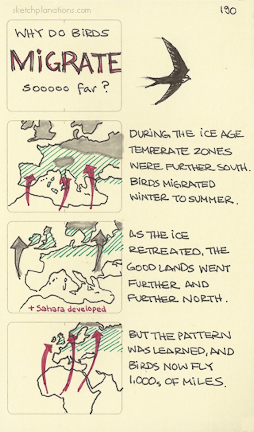 Why do birds migrate sooooo far?